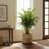 Nordic Rattan Waterproof-Lined Plant Pot